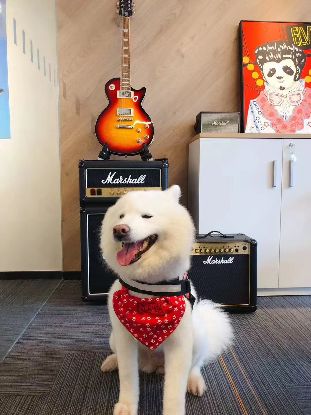 JCGC office dog in front of guitars and amplifiers